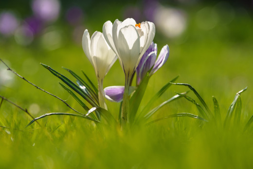 �1760672 �������(a): ����������:4000x2668